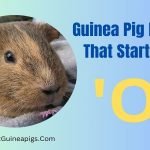 Guinea pig names that start with O