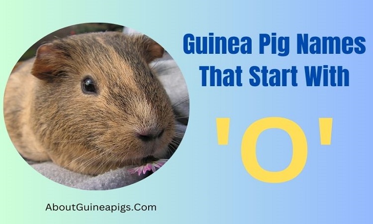 Guinea pig names that start with O