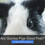 Are Guinea Pigs Good Pets?