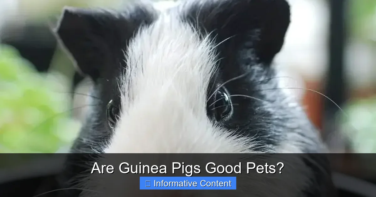 Are Guinea Pigs Good Pets?