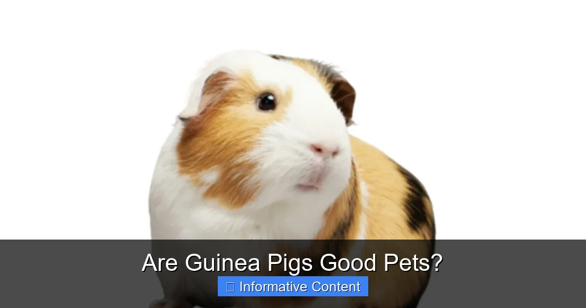 Are Guinea Pigs Good Pets?