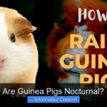 Are Guinea Pigs Nocturnal?