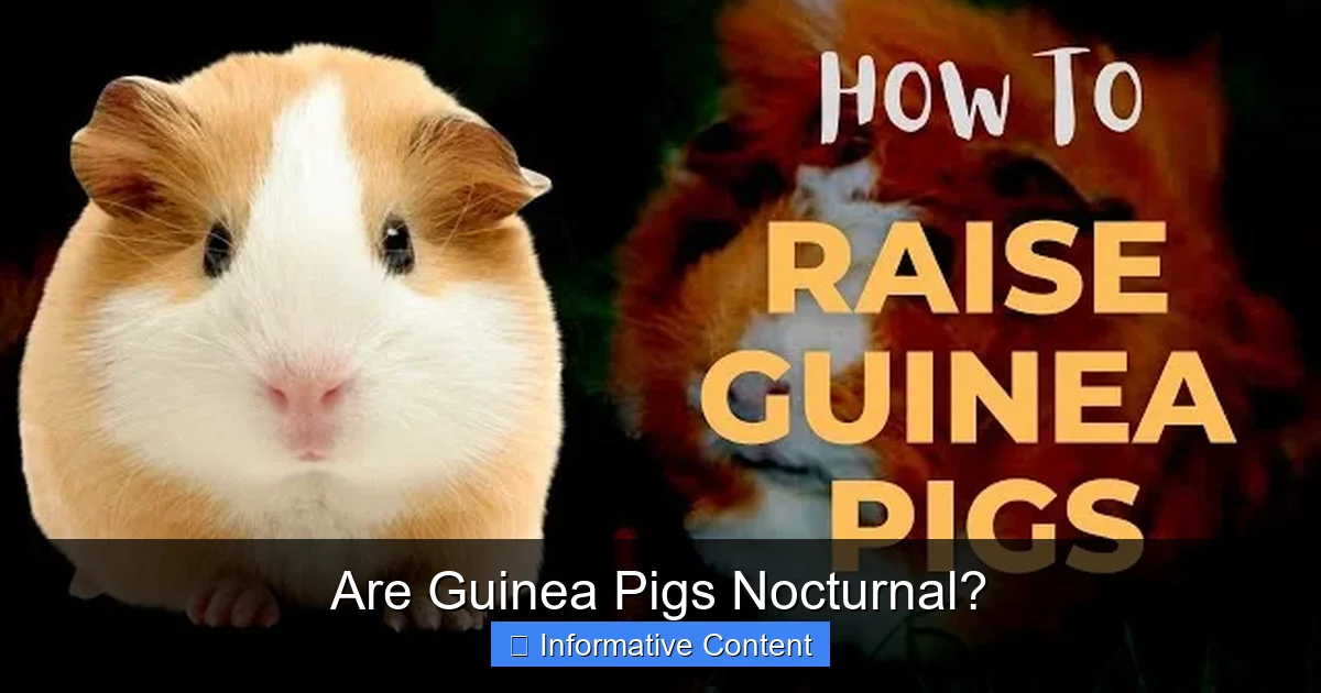 Are Guinea Pigs Nocturnal?