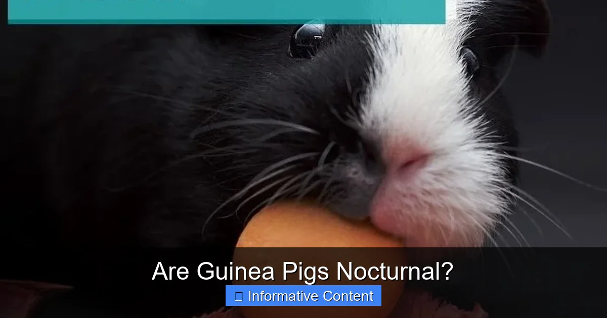 Are Guinea Pigs Nocturnal?
