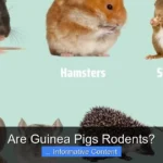 Are Guinea Pigs Rodents?
