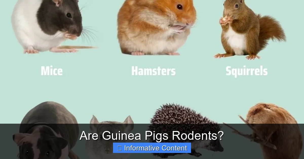 Are Guinea Pigs Rodents?