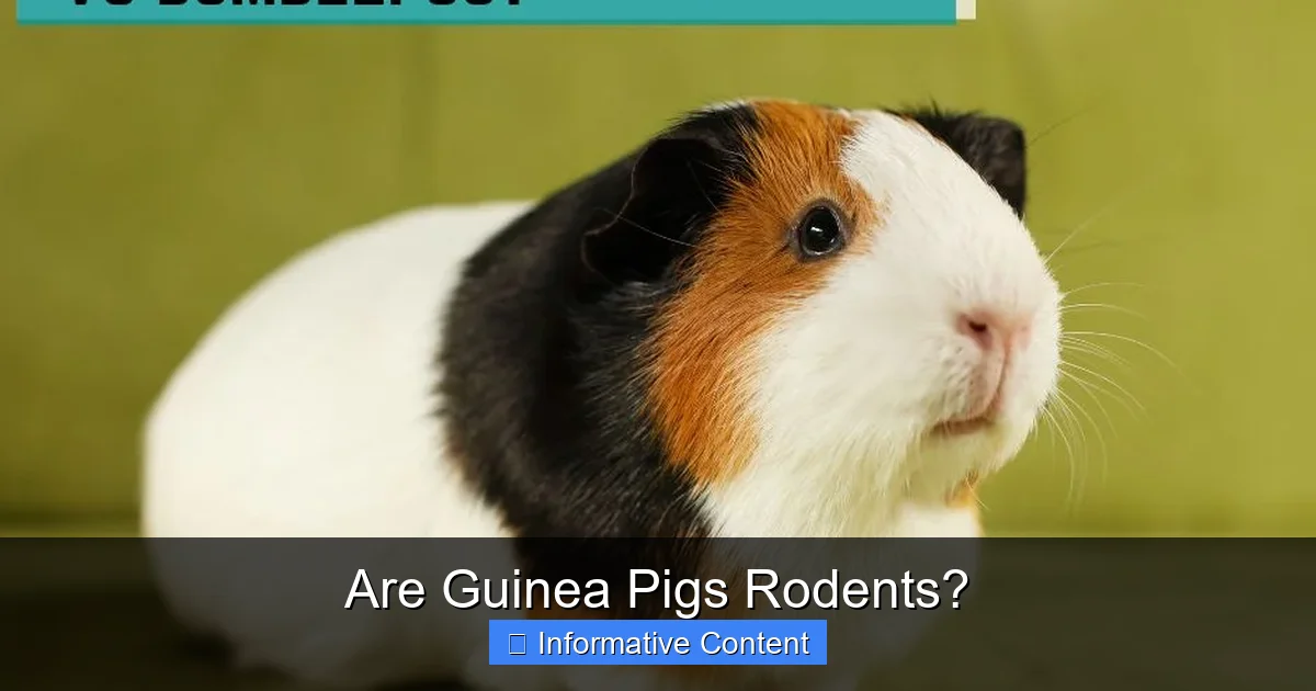 Are Guinea Pigs Rodents?