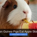 Can Guinea Pigs Eat Apple Skin?