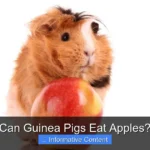 Can Guinea Pigs Eat Apples?