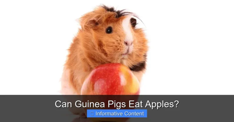 Can Guinea Pigs Eat Apples?