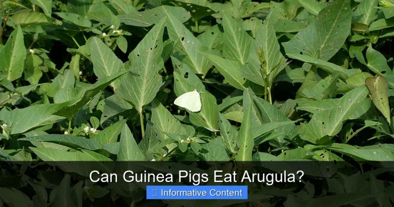 Can Guinea Pigs Eat Arugula?