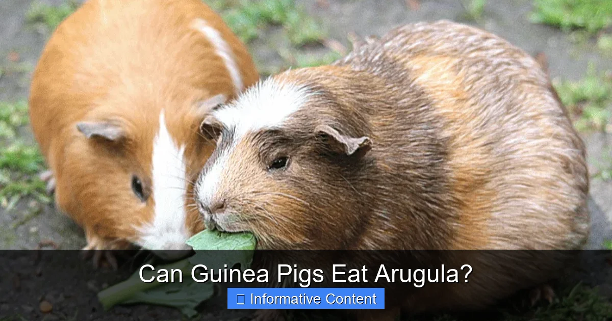 Can Guinea Pigs Eat Arugula?
