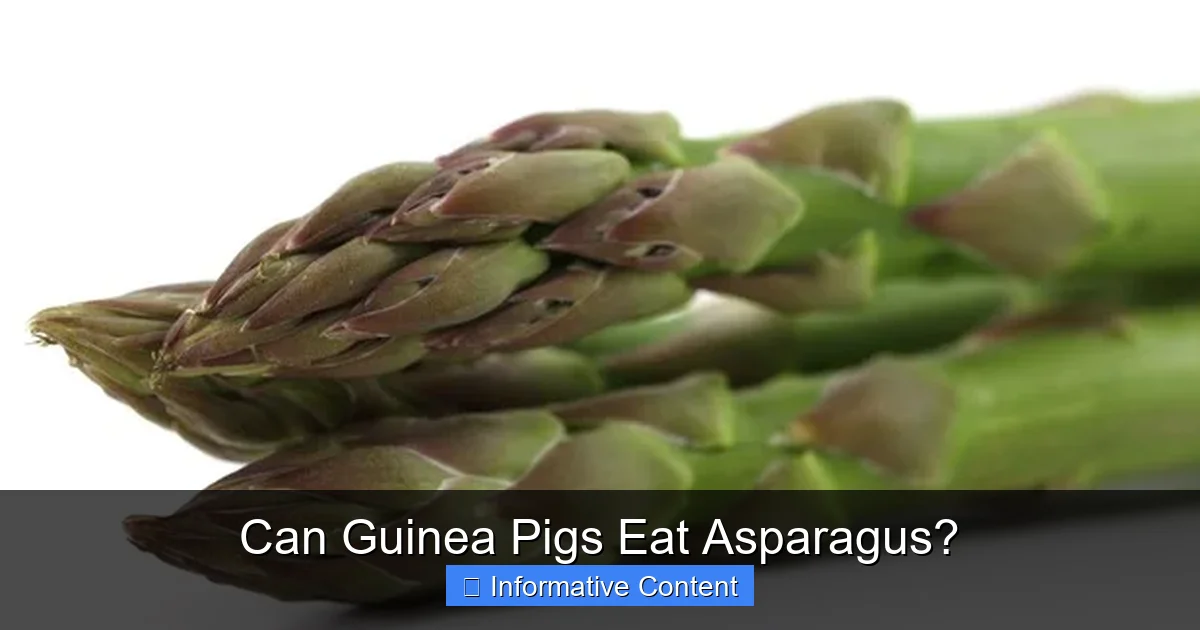 Can Guinea Pigs Eat Asparagus?