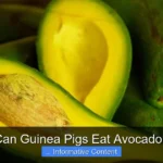 Can Guinea Pigs Eat Avocado?