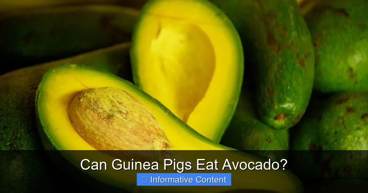 Can Guinea Pigs Eat Avocado?