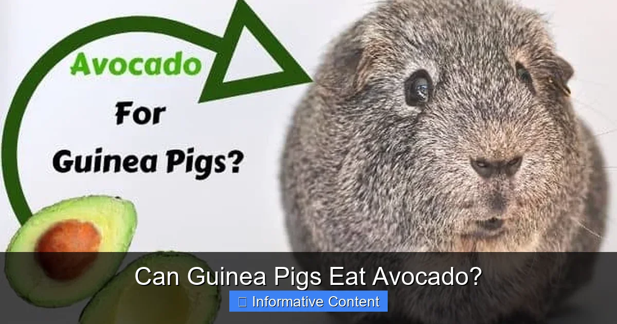 Can Guinea Pigs Eat Avocado?