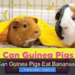 Can Guinea Pigs Eat Bananas?