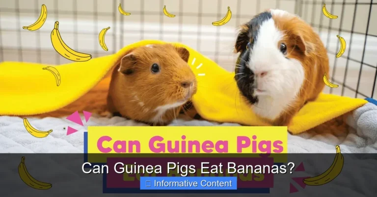 Can Guinea Pigs Eat Bananas?
