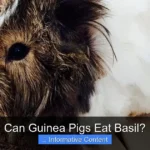 Can Guinea Pigs Eat Basil?