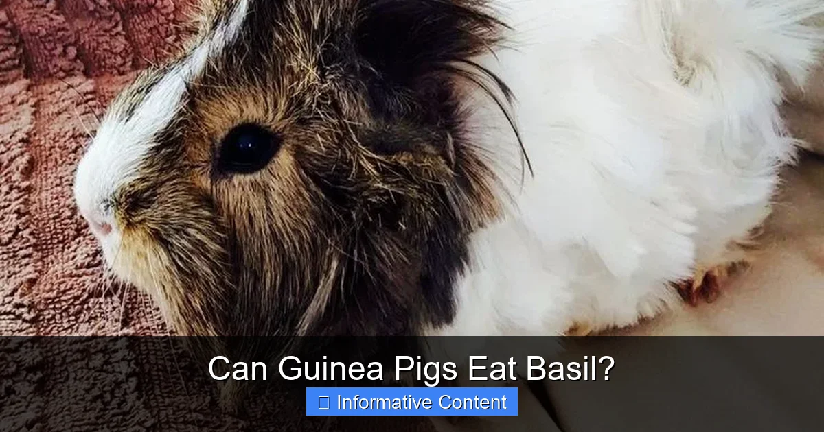Can Guinea Pigs Eat Basil?