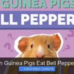 Can Guinea Pigs Eat Bell Peppers?