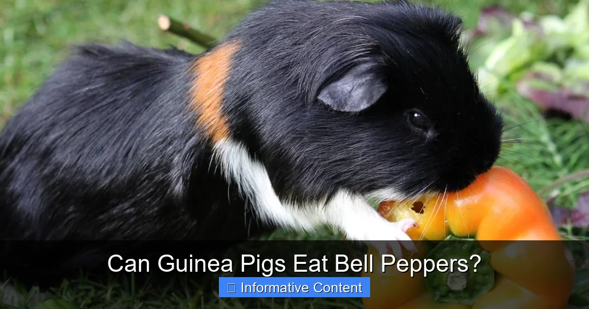 Can Guinea Pigs Eat Bell Peppers?