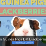 Can Guinea Pigs Eat Blackberries?