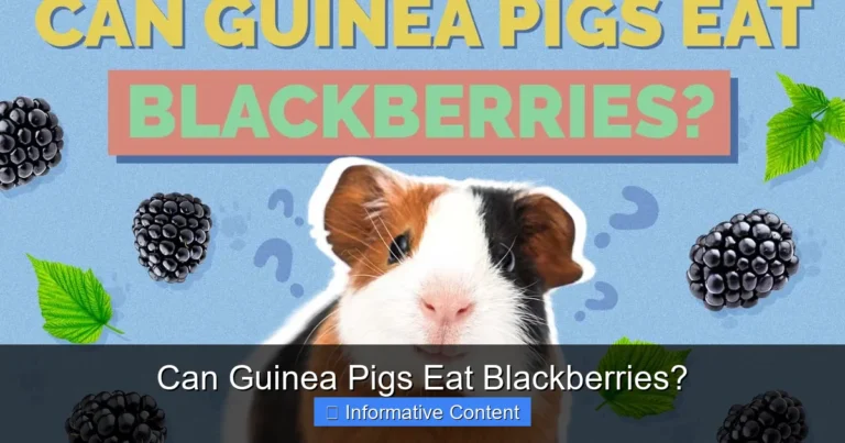 Can Guinea Pigs Eat Blackberries?