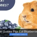 Can Guinea Pigs Eat Blueberries?