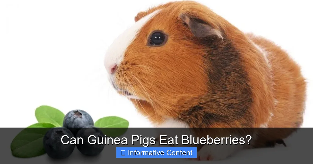 Can Guinea Pigs Eat Blueberries?