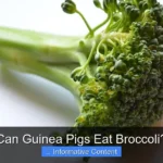 Can Guinea Pigs Eat Broccoli?