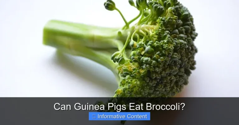Can Guinea Pigs Eat Broccoli?
