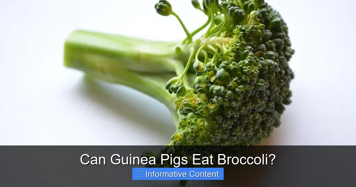 Can Guinea Pigs Eat Broccoli?