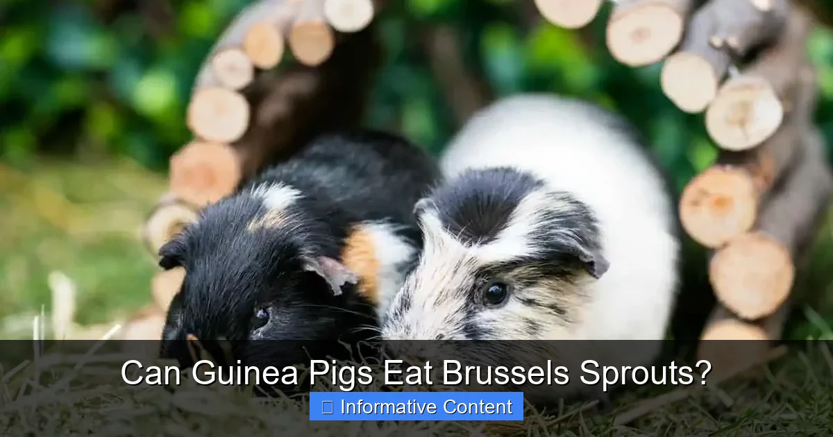 Can Guinea Pigs Eat Brussels Sprouts?