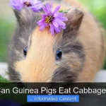 Can Guinea Pigs Eat Cabbage?
