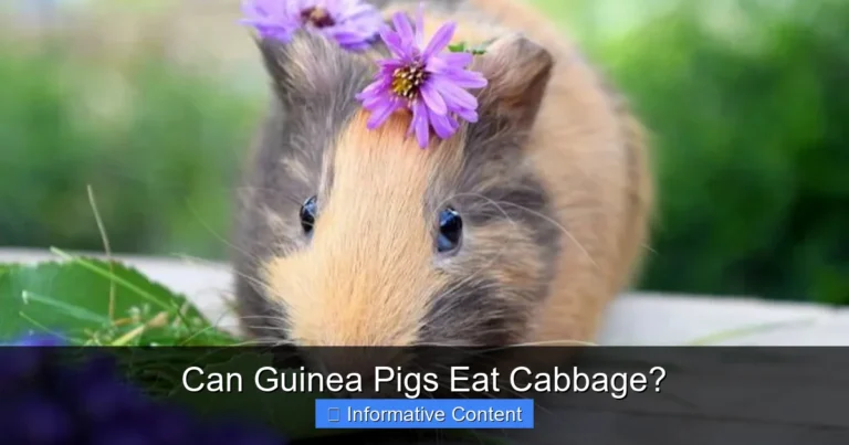 Can Guinea Pigs Eat Cabbage?