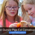 Can Guinea Pigs Eat Cantaloupe?