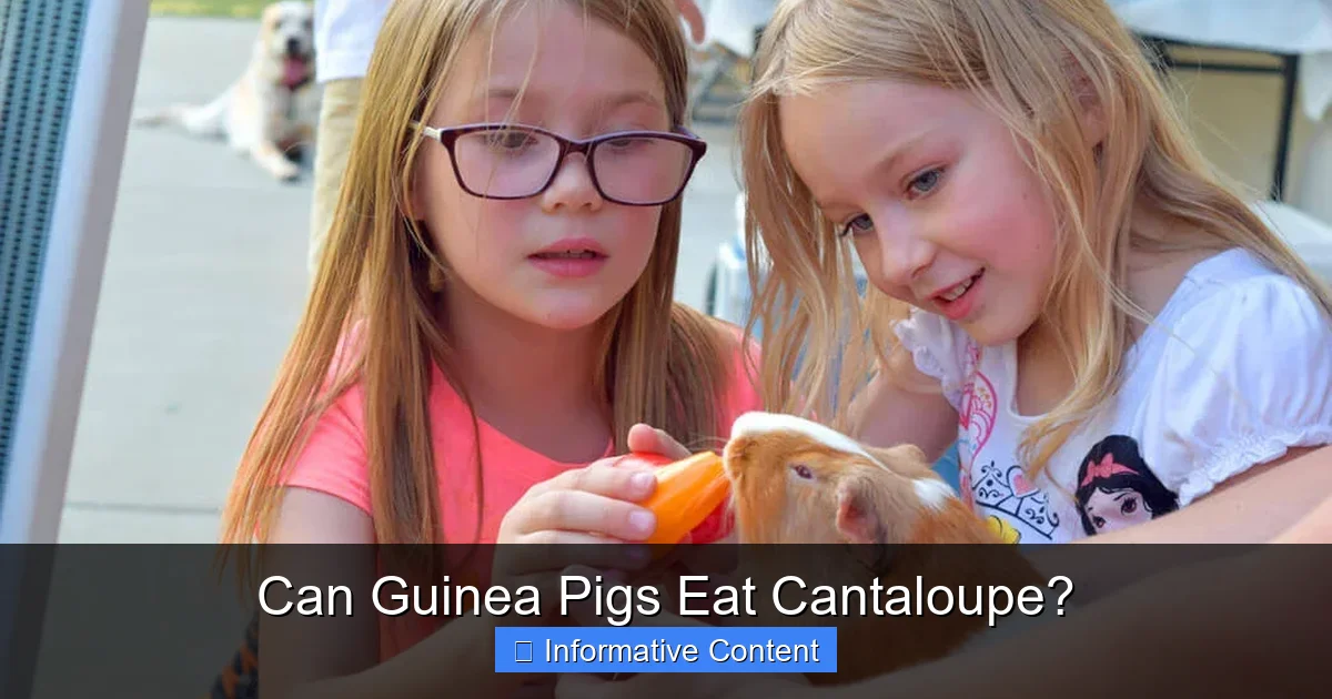 Can Guinea Pigs Eat Cantaloupe?