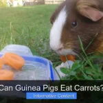 Can Guinea Pigs Eat Carrots?
