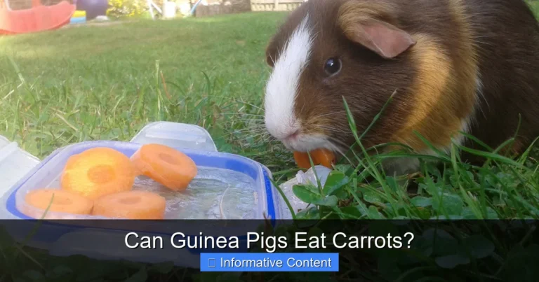 Can Guinea Pigs Eat Carrots?
