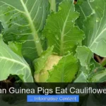 Can Guinea Pigs Eat Cauliflower?
