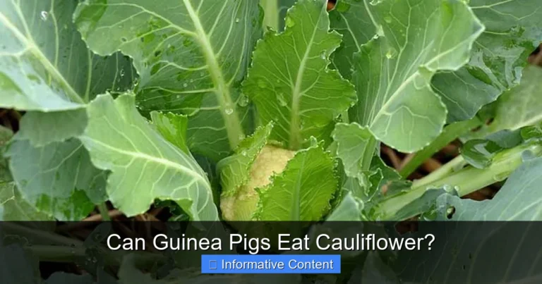 Can Guinea Pigs Eat Cauliflower?