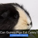Can Guinea Pigs Eat Celery?