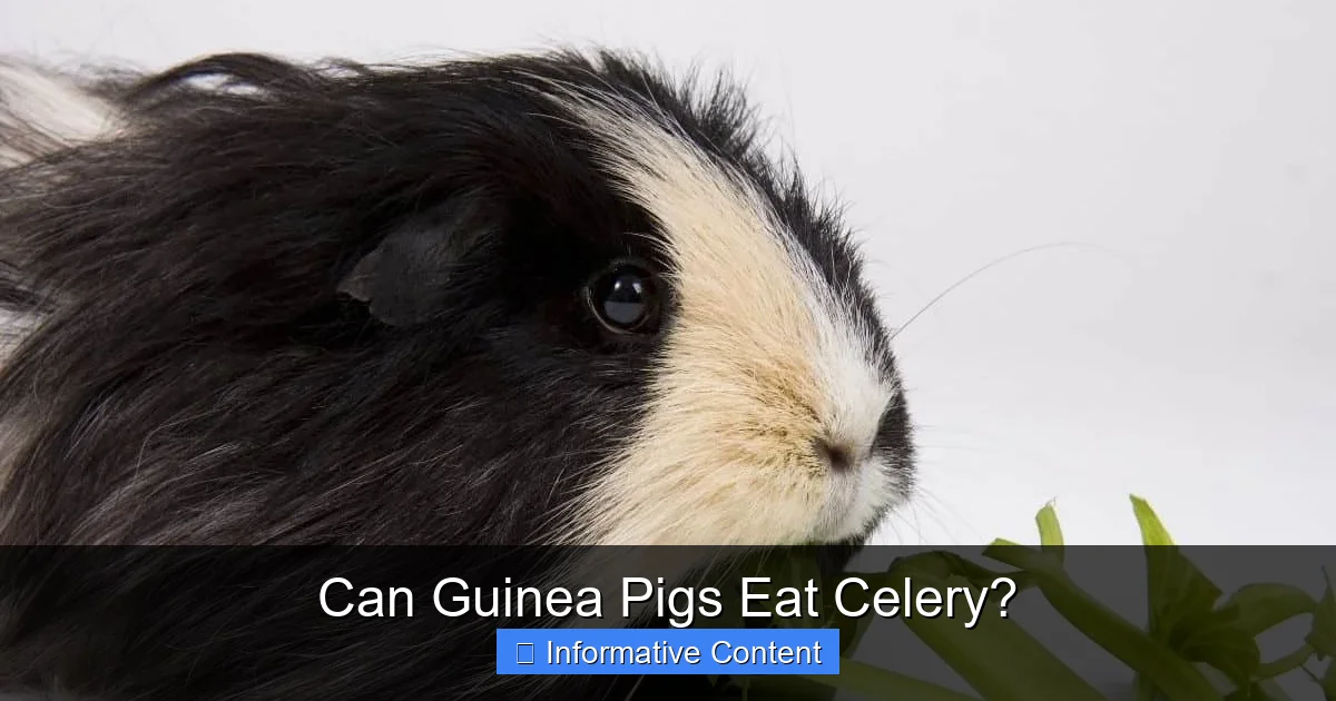 Can Guinea Pigs Eat Celery?