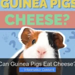 Can Guinea Pigs Eat Cheese?