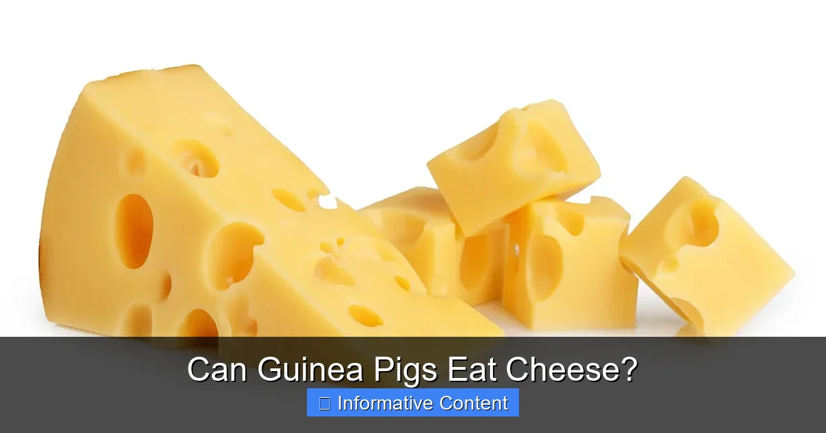 Can Guinea Pigs Eat Cheese?