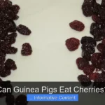 Can Guinea Pigs Eat Cherries?