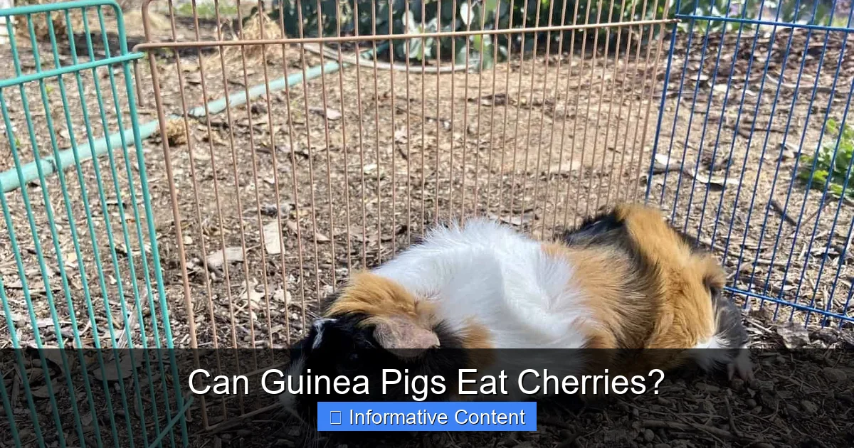 Can Guinea Pigs Eat Cherries?