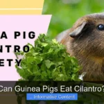 Can Guinea Pigs Eat Cilantro?