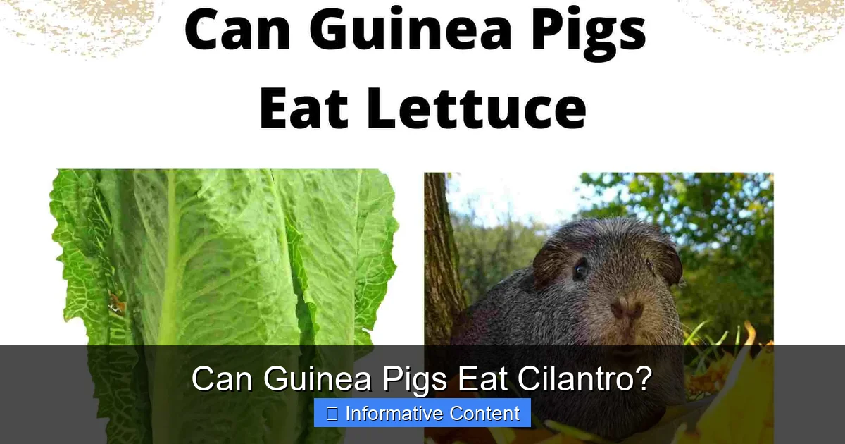 Can Guinea Pigs Eat Cilantro?
